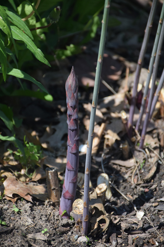 Purple Passion Asparagus (Asparagus 'Purple Passion') at Alsip Home and Nursery