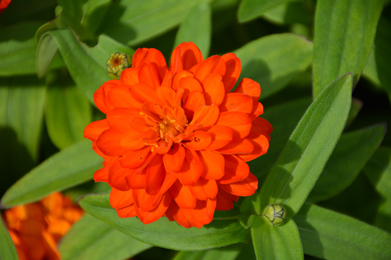 Profusion Double Fire Zinnia (Zinnia 'Profusion Double Fire') at Alsip Home and Nursery
