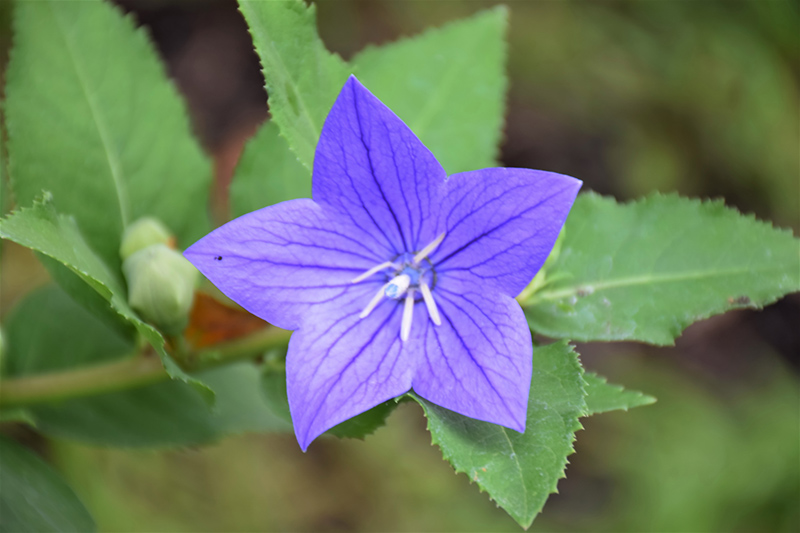 Astra Blue Balloon Flower (Platycodon grandiflorus 'Astra Blue') at Alsip Home and Nursery
