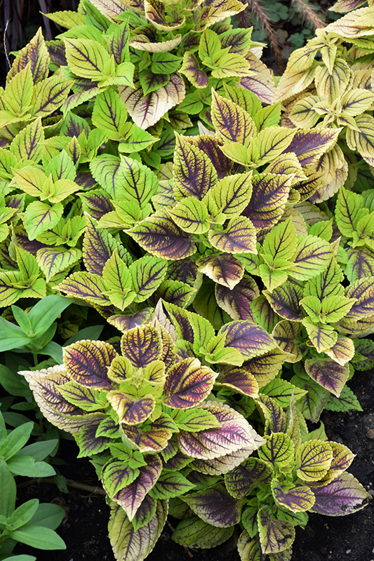 Gays Delight Coleus (Solenostemon scutellarioides 'Gays Delight') at Alsip Home and Nursery