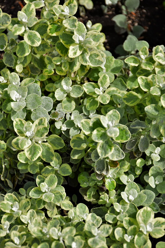 Variegated Licorice Plant (Helichrysum petiolare 'Variegated Licorice') at Alsip Home and Nursery