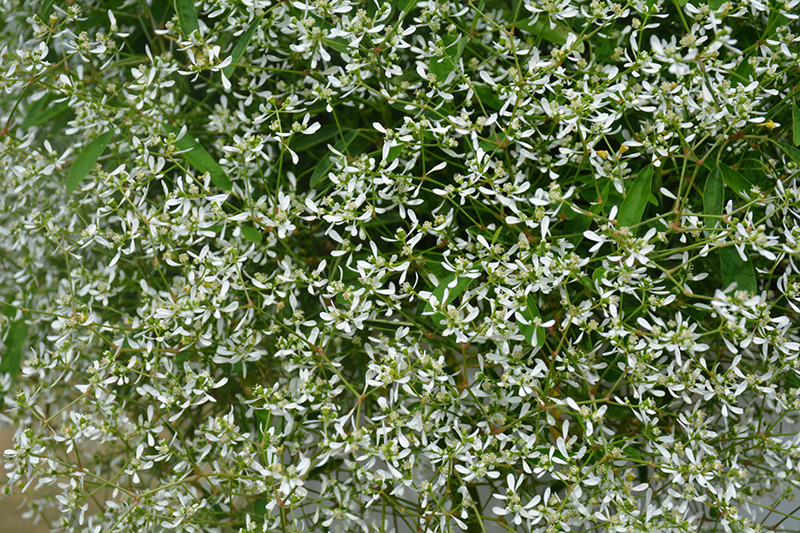 Diamond Frost Euphorbia (Euphorbia 'INNEUPHDIA') at Alsip Home and Nursery
