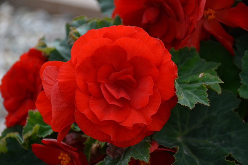 Nonstop Deep Red Begonia (Begonia 'Nonstop Deep Red') at Alsip Home and Nursery