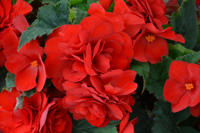 Nonstop Deep Red Begonia (Begonia 'Nonstop Deep Red') at Alsip Home and Nursery