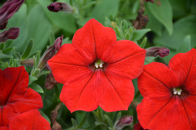 Easy Wave Red Petunia (Petunia 'Easy Wave Red') at Alsip Home and Nursery