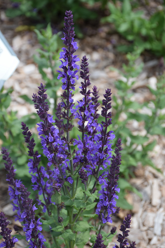 Blue Queen Sage (Salvia nemorosa 'Blaukonigin') at Alsip Home and Nursery