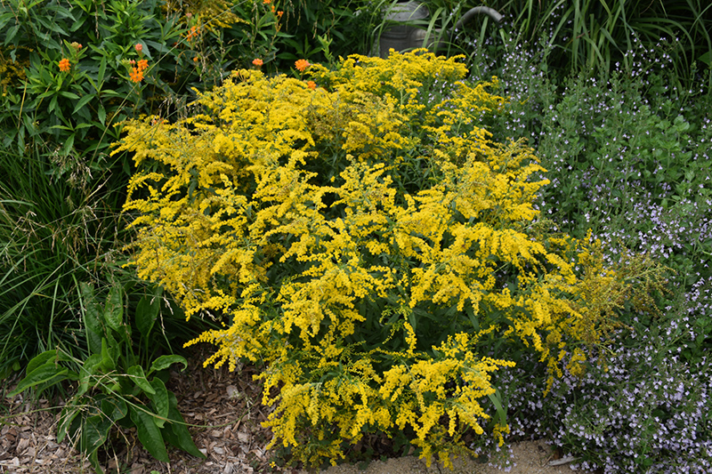 Golden Baby Goldenrod (Solidago 'Goldkind') at Alsip Home and Nursery