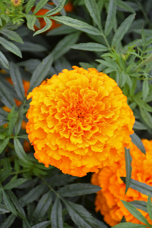 Lady Orange Marigold (Tagetes erecta 'Lady Orange') at Alsip Home and Nursery