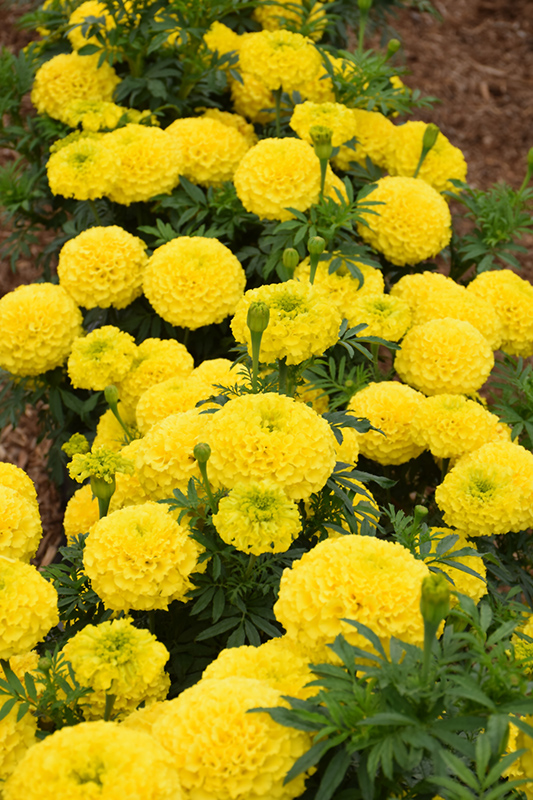Marvel Yellow Marigold (Tagetes erecta 'Marvel Yellow') at Alsip Home and Nursery