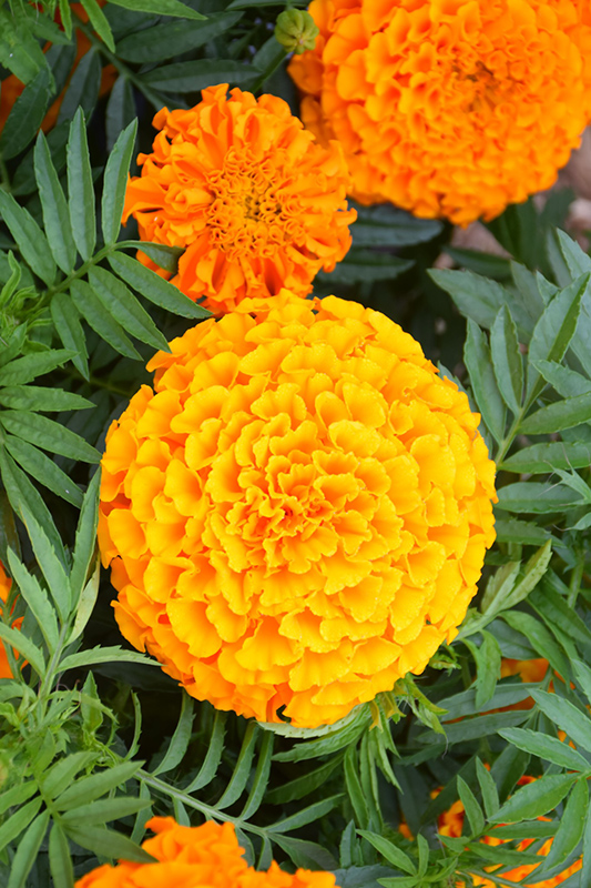 Taishan Orange Marigold (Tagetes erecta 'Taishan Orange') at Alsip Home and Nursery