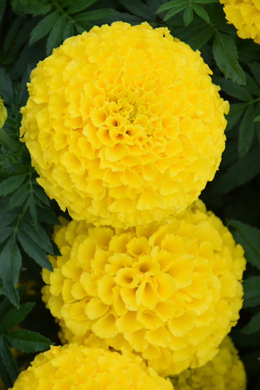 Taishan Yellow Marigold (Tagetes erecta 'Taishan Yellow') at Alsip Home and Nursery