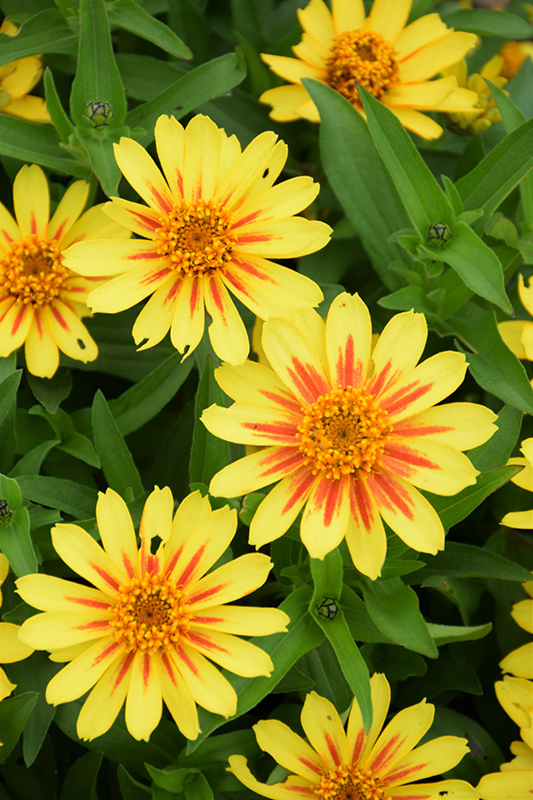 Profusion Yellow Zinnia (Zinnia 'Profusion Yellow') at Alsip Home and Nursery