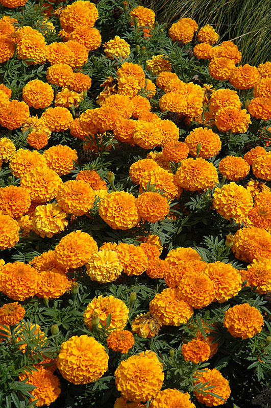 Taishan Orange Marigold (Tagetes erecta 'Taishan Orange') at Alsip Home and Nursery
