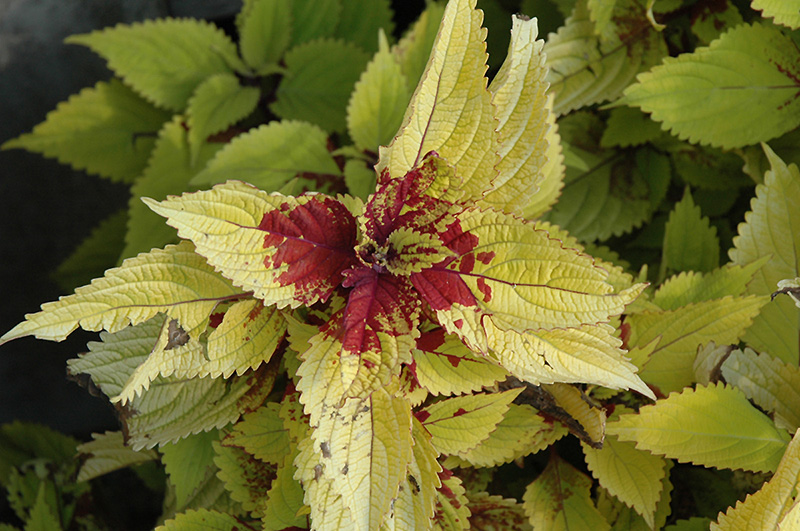 Floricolor Gold Ring Coleus (Solenostemon scutellarioides 'Gold Ring') at Alsip Home and Nursery