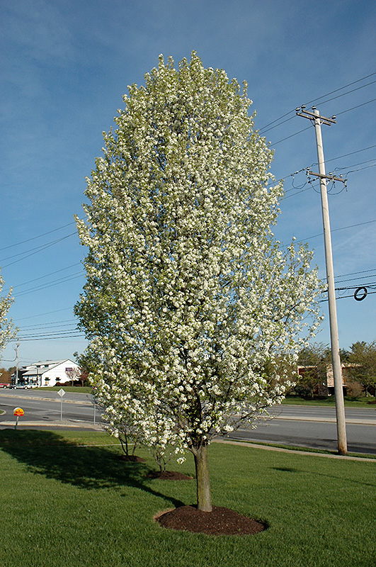 Cleveland Select Ornamental Pear (Pyrus calleryana 'Cleveland Select') at Alsip Home and Nursery