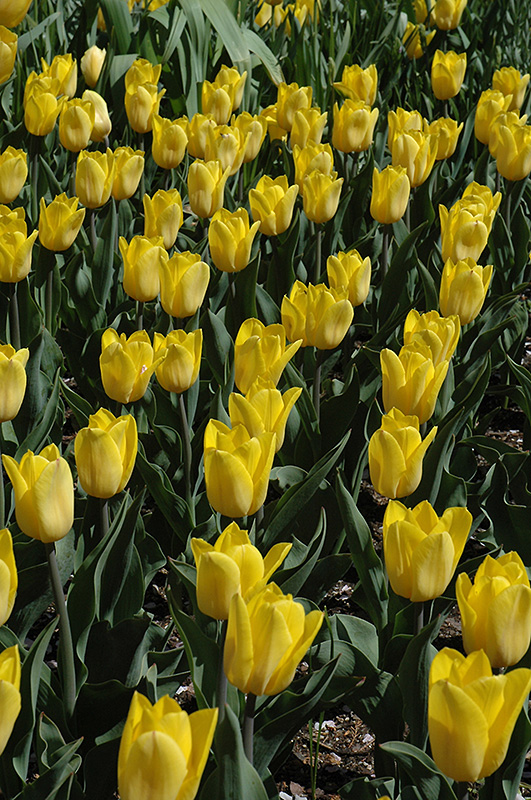 Strong Gold Tulip (Tulipa 'Strong Gold') at Alsip Home and Nursery