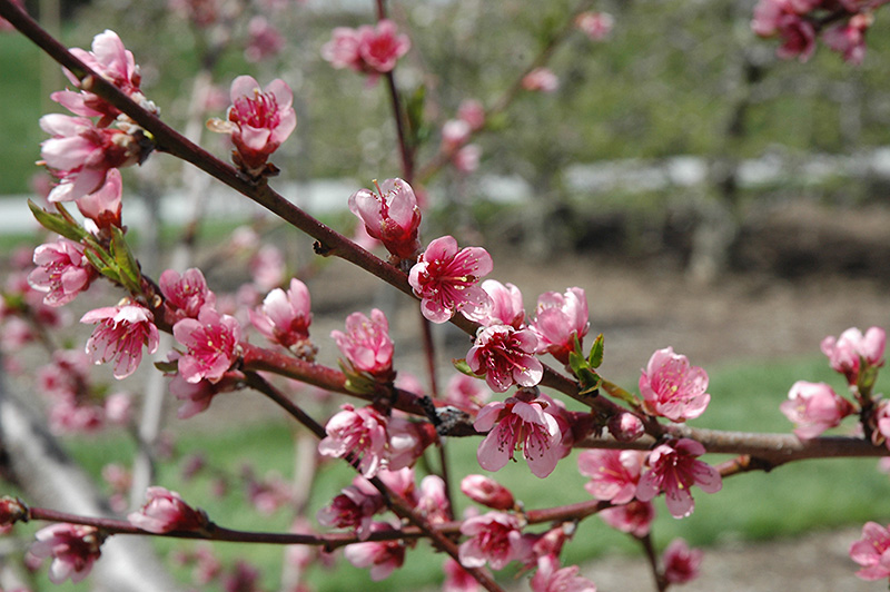 Reliance Peach (Prunus persica 'Reliance') at Alsip Home and Nursery