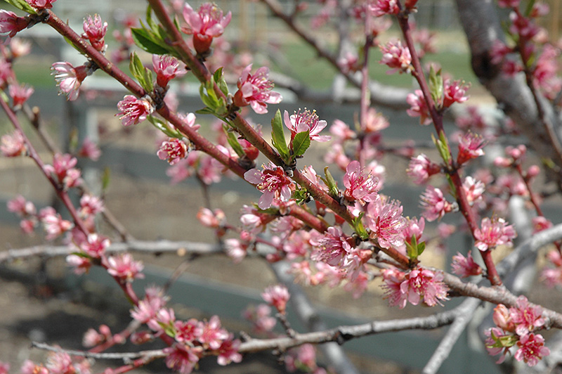 Redhaven Peach (Prunus persica 'Redhaven') at Alsip Home and Nursery