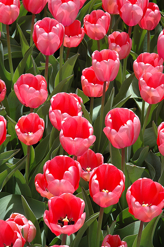 Pink Impression Tulip (Tulipa 'Pink Impression') at Alsip Home and Nursery