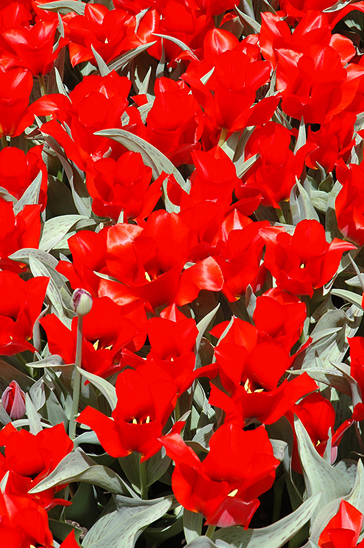 Casa Grande Tulip (Tulipa 'Casa Grande') at Alsip Home and Nursery
