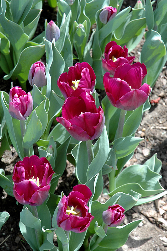 Cum Laude Tulip (Tulipa 'Cum Laude') at Alsip Home and Nursery