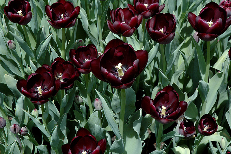 Queen of the Night Tulip (Tulipa 'Queen of the Night') at Alsip Home and Nursery