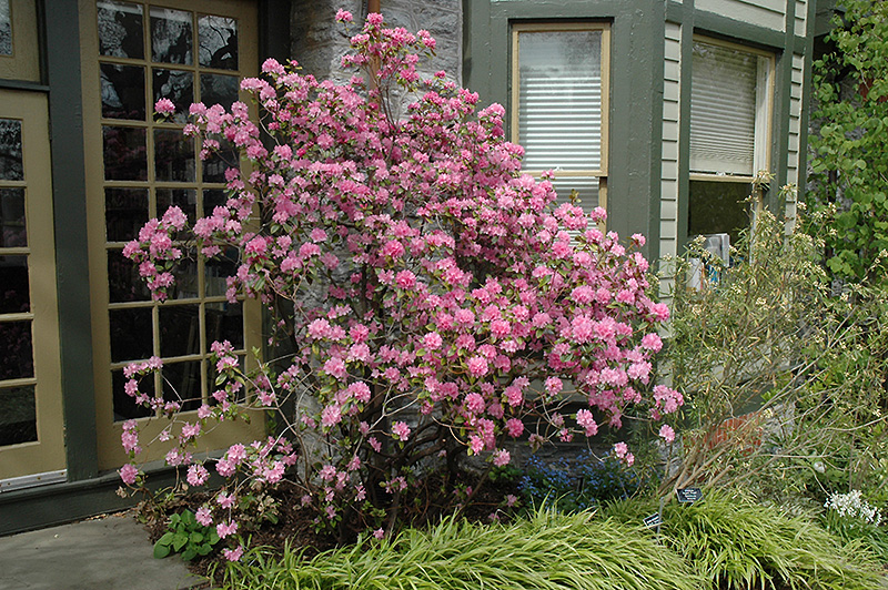 Olga Mezitt Rhododendron (Rhododendron 'Olga Mezitt') at Alsip Home and Nursery
