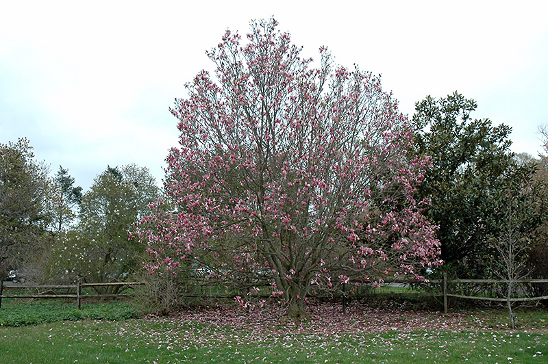 Galaxy Magnolia (Magnolia 'Galaxy') at Alsip Home and Nursery