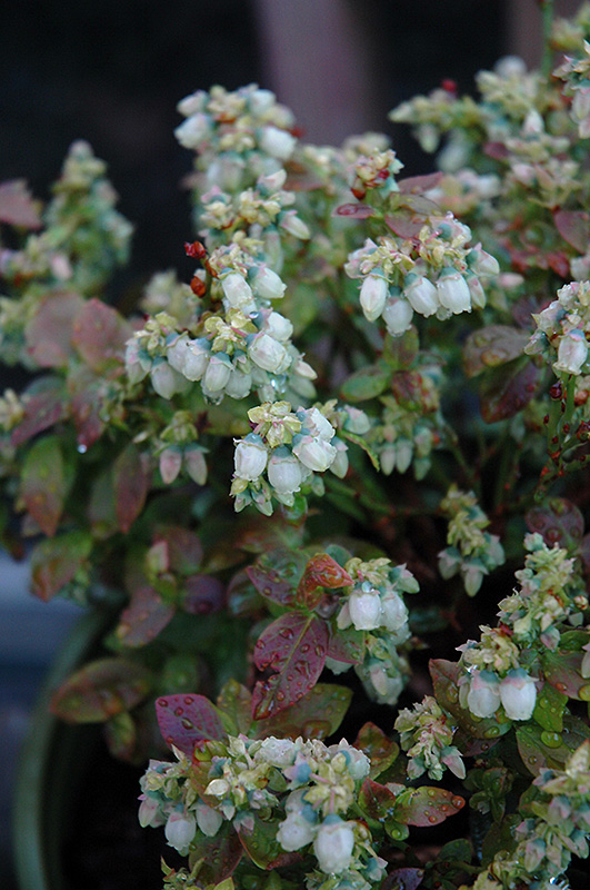 Jelly Bean Blueberry (Vaccinium 'ZF06-179') at Alsip Home and Nursery