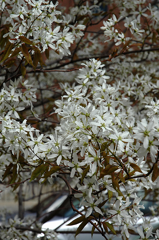 Spring Flurry Serviceberry (Amelanchier laevis 'JFS-Arb') at Alsip Home and Nursery