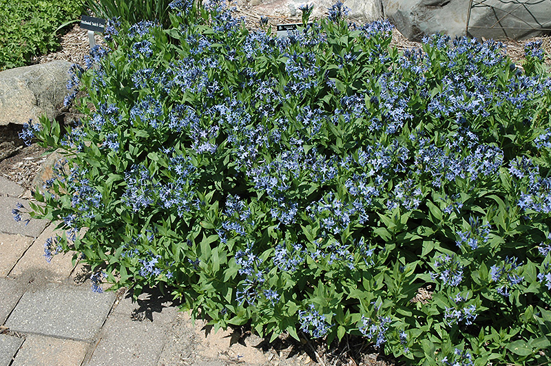 Blue Ice Star Flower (Amsonia tabernaemontana 'Blue Ice') at Alsip Home and Nursery