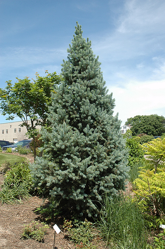 Upright Colorado Spruce (Picea pungens 'Fastigiata') at Alsip Home and Nursery