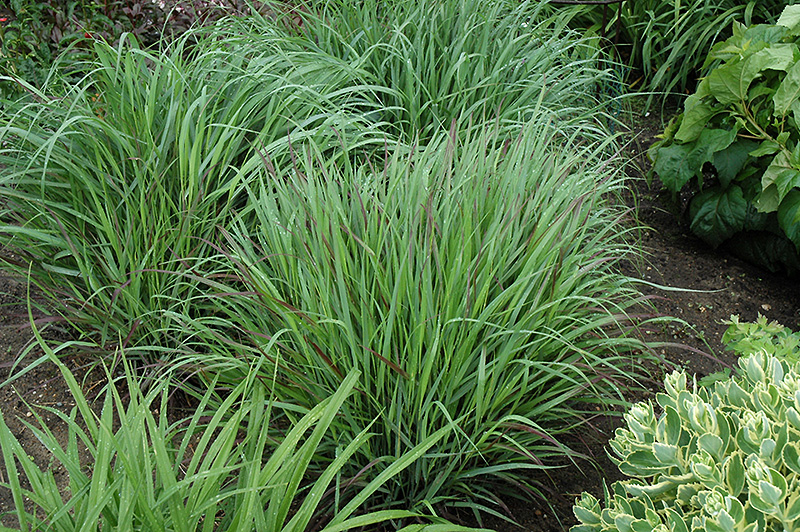Cheyenne Sky Switch Grass (Panicum virgatum 'Cheyenne Sky') at Alsip Home and Nursery