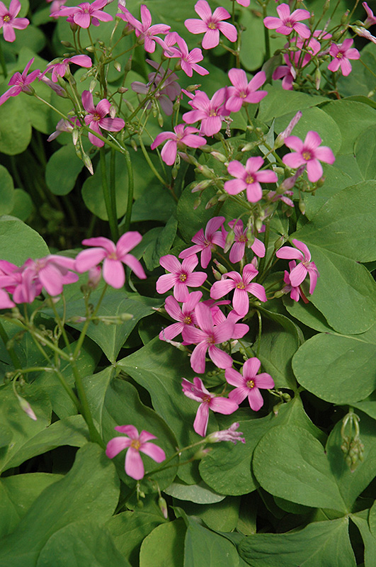 Pink Wood Sorrel (Oxalis crassipes 'Rosea') at Alsip Home and Nursery