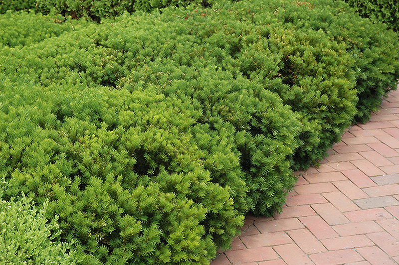 Berryhill Yew (Taxus x media 'Berryhill') at Alsip Home and Nursery