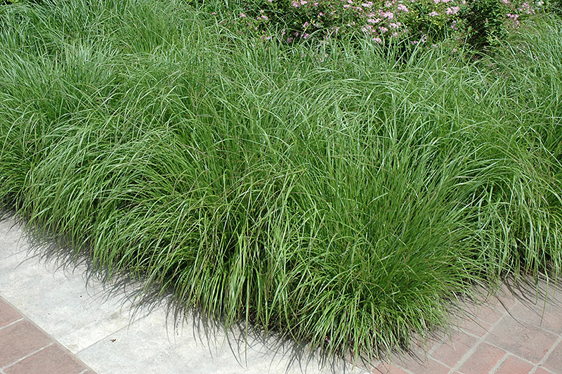 Fountain Grass (Pennisetum alopecuroides) at Alsip Home and Nursery