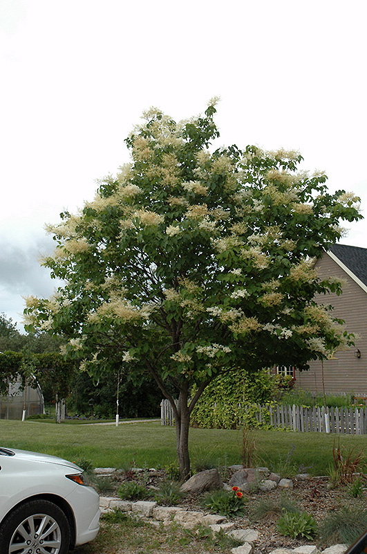 Japanese Tree Lilac (Syringa reticulata) at Alsip Home and Nursery