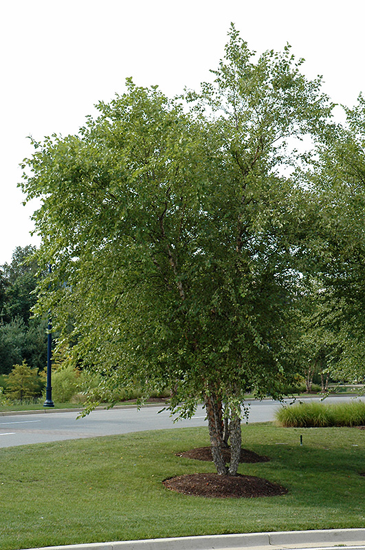 River Birch (clump) (Betula nigra '(clump)') at Alsip Home and Nursery