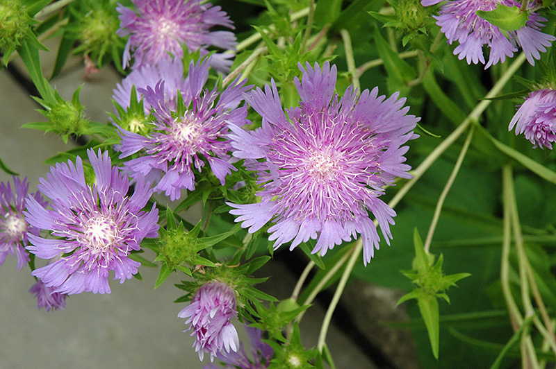 Stoke's Aster (Stokesia laevis) at Alsip Home and Nursery