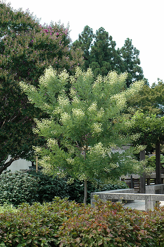 Millstone Japanese Pagoda Tree (Sophora japonica 'Halka') at Alsip Home and Nursery