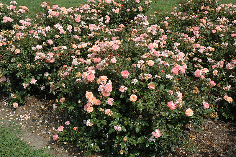 Apricot Drift Rose (Rosa 'Meimirrote') at Alsip Home and Nursery
