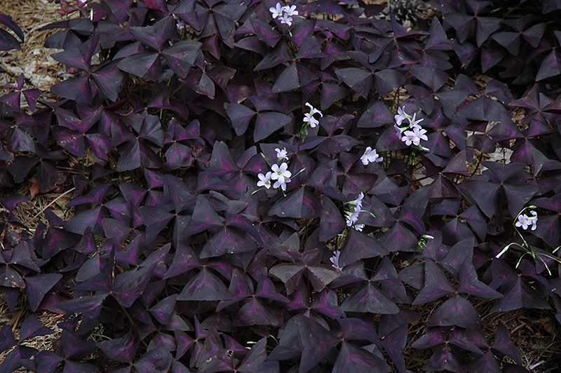 Purple Shamrock (Oxalis regnellii 'Triangularis') at Alsip Home and Nursery