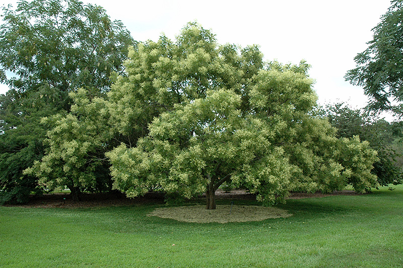 Japanese Pagoda Tree (Sophora japonica) at Alsip Home and Nursery