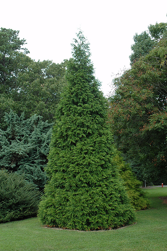 Green Giant Arborvitae (Thuja 'Green Giant') at Alsip Home and Nursery