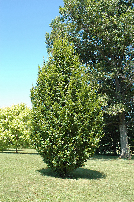 Frans Fontaine Hornbeam (Carpinus betulus 'Frans Fontaine') at Alsip Home and Nursery