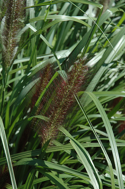 Red Head Fountain Grass (Pennisetum alopecuroides 'Red Head') at Alsip Home and Nursery