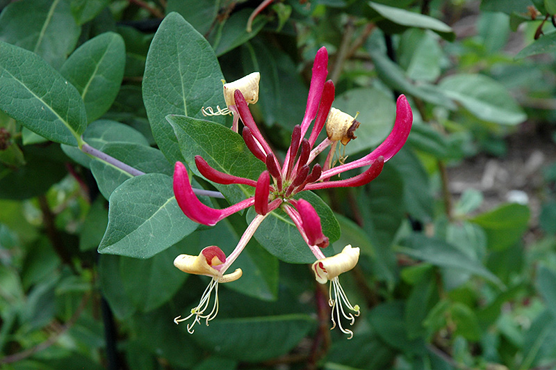 Peaches And Cream Honeysuckle (Lonicera periclymenum 'Peaches And Cream') at Alsip Home and Nursery
