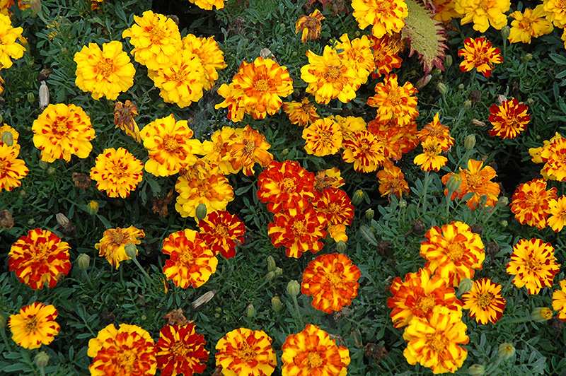 Durango Bolero Marigold (Tagetes patula 'Durango Bolero') at Alsip Home and Nursery