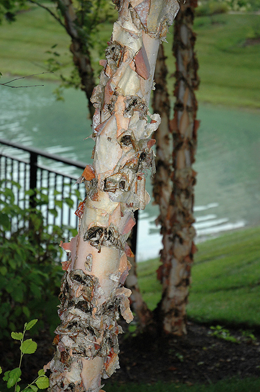 River Birch (Betula nigra) at Alsip Home and Nursery