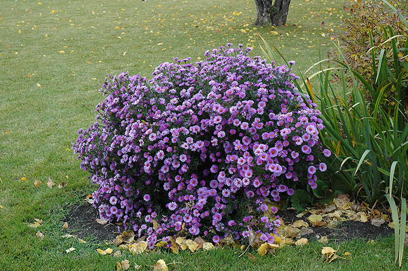 Purple Dome Aster (Symphyotrichum novae-angliae 'Purple Dome') at Alsip Home and Nursery